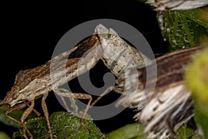 Adult Pentatomomorph Bugs coupling photo