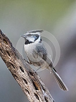 Adult Perched Bridled Titmouse