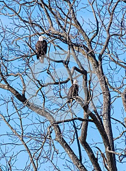 Adult perched pair bald eagles