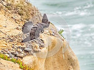 Adult Peregrine Falcon photo