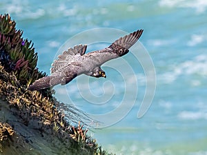 Adult Peregrine Falcon photo