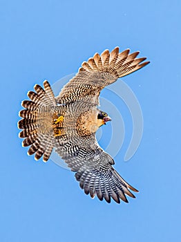 Adult Peregrine Falcon photo