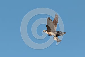 An adult Peregrine Falcon, Falco peregrinus, in flight isolated