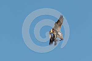 An adult Peregrine Falcon, Falco peregrinus, in flight isolated