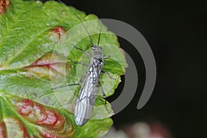 Adult of Perla sp. (Perlidae, Plecoptera). Insect commonly known as stoneflie. photo