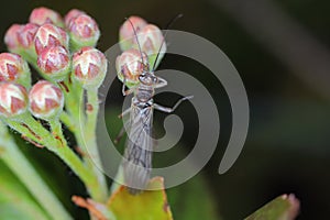 Adult of Perla sp. (Perlidae, Plecoptera). Insect commonly known as stoneflie. photo