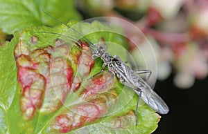 Adult of Perla sp. (Perlidae, Plecoptera). Insect commonly known as stoneflie. photo
