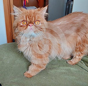 adult persian cat orange brindle furry garfield scared