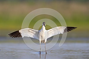 An adult pied avocet landing with spread wings.