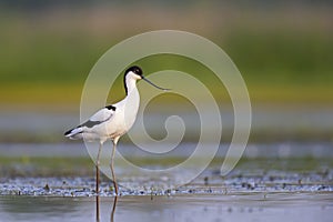 An adult pied avocet photograped at ground level in shallow water.