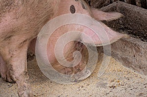 An adult pig eat food from the floor .Domestic animal.Outdoor