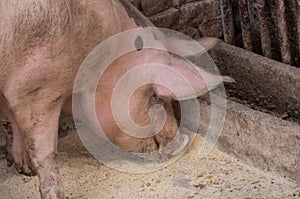 An adult pig eat food from the floor .Domestic animal.Outdoor