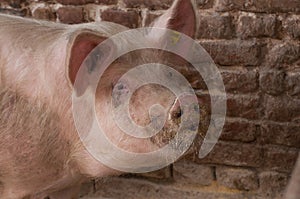 An adult pig eat food from the floor .Domestic animal.Outdoor