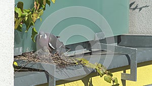 Adult pigeon walking to the nest with baby pigeon inside. Nesting and parenting of common pigeon.