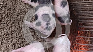 Adult pigs of different breeds in their cage. A small private pig breeding farm. Vertical video