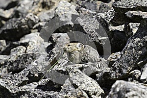 Adult pika (Ochotona princeps) eating a blade of grass