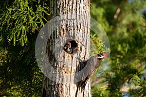 Adult pileated woodpecker bird Dryocopus pileatus feeds baby chi