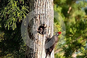 Adult pileated woodpecker bird Dryocopus pileatus feeds baby chi
