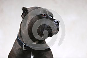 Adult pitbull posing for camera against whit natural background