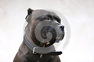 Adult pitbull posing for camera against whit natural background