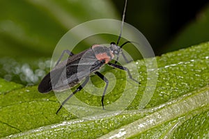 Adult Plant Bug