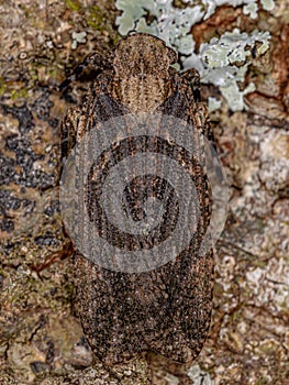 Adult Planthopper Insect