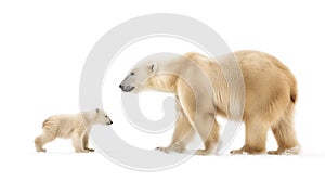 Adult polar bear and cub walking on a white snowy background