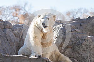 Adult polar bear is lounging in the sun on a brisk winter day