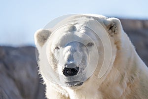 Adult polar bear is lounging in the sun on a brisk winter day