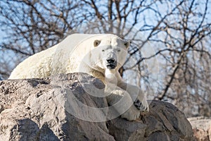 Adult polar bear is lounging in the sun on a brisk winter day