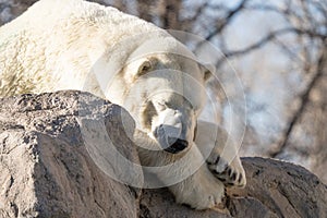 Adult polar bear is lounging in the sun on a brisk winter day