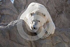 Adult polar bear is lounging in the sun on a brisk winter day