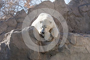 Adult polar bear is lounging in the sun on a brisk winter day