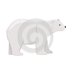 Adult polar bear. Vector flat cartoon illustration isolated on white background. The North animal.