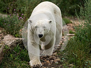 An adult polar bear walking in a zoo