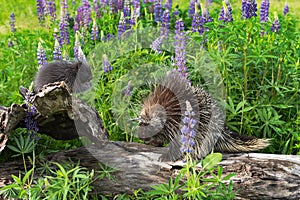 Adult Porcupine Erethizon dorsatum and Porcupette on Log Lupine in Background Summer