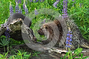 Adult Porcupine Erethizon dorsatum Walks Left Towards Porcupette Perched on Log Summer