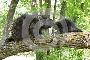 Adult porcupine kissing baby porcupine