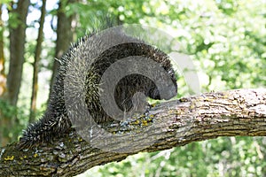 Adult porcupine with quills showing photo