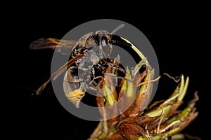 Adult Potter Wasp