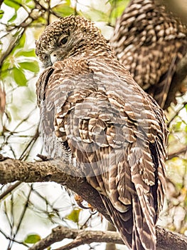 Adult Powerful Owl