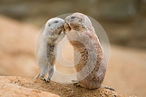 Adult prairie dog (genus cynomys) and a baby sharing their foo