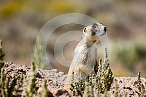Adult prairie dog standing attentively at his hole