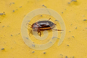 Adult Predaceous Diving Beetle