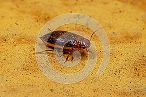 Adult Predaceous Diving Beetle