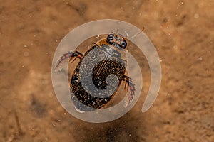 Adult Predaceous Diving Beetle