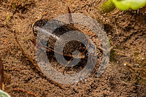 Adult Predaceous Diving Beetle