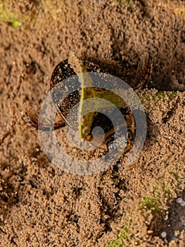 Adult Predaceous Diving Beetle