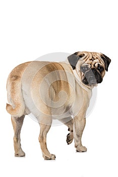 Adult pug standing on white background