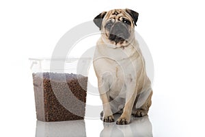 Adult pug with food isolated on white